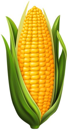 an ear of corn on the cob with green leaves, transparent background png