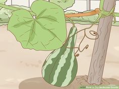 a watermelon hanging from a tree next to a fence