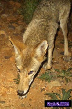 a wolf standing on top of a dirt field