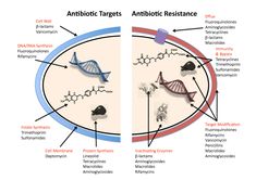 Antibiotics Resistance, Antibiotics Chart, Microbiology Study, Rna Polymerase, Antibiotic Resistance, Gram Negative Bacteria, Antimicrobial Resistance, Nucleic Acid, Protein Synthesis