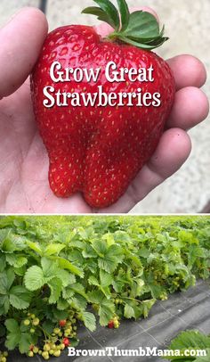 there are two pictures with strawberries in the same photo and one has strawberrys on it