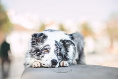 a black and white dog laying on top of a cement bench