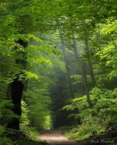 a dirt road in the middle of a green forest with lots of trees on both sides