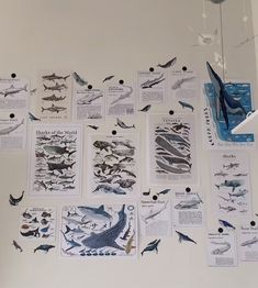 a white wall with many different types of fish on it's walls and pictures hanging from the ceiling