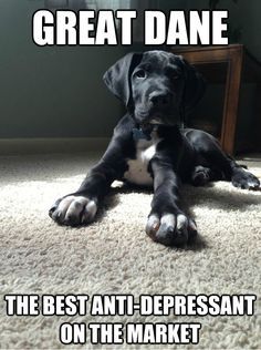 a black and white dog laying on the floor with caption that reads great dane the best anti - depressant on the market