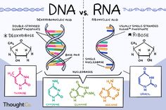 the diagram shows different types of proteins and their names