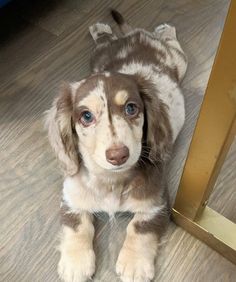 a brown and white puppy sitting on top of a wooden floor next to a mirror