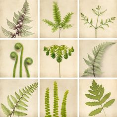 different types of plants and their leaves are shown in this image, including ferns