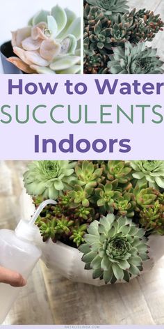 how to water succulents indoors