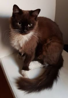 a brown and white cat sitting on top of a toilet