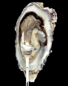 an oyster with a spoon sticking out of it's center shell on a black background