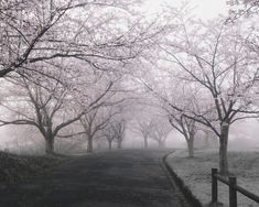 a foggy road with trees lining both sides and a fence in the foreground