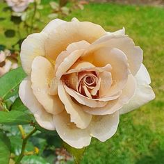 a close up of a flower on a bush