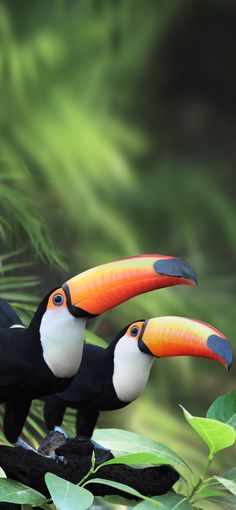 two toucans are sitting on a branch in the jungle, one is orange and the other is black