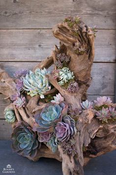 an arrangement of succulents and other plants is displayed on a driftwood piece