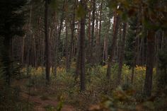 a forest filled with lots of tall trees