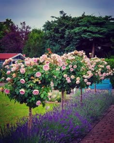 pink roses are growing in the middle of a garden with purple flowers and lavenders