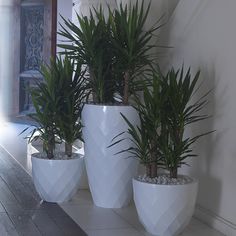 three potted plants are sitting on the floor