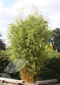 a large bamboo tree in the middle of a park