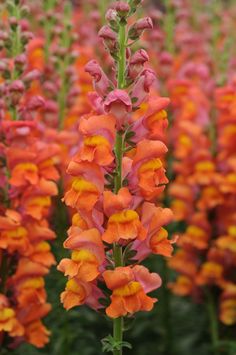 some orange and pink flowers are in the grass