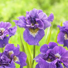 purple flowers are blooming in the garden