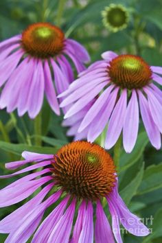 three purple flowers with yellow centers in the middle