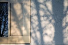 the shadow of a tree is cast on a wall