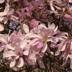 pink flowers blooming on the branches of a tree