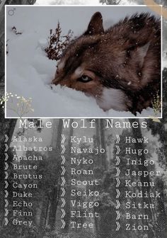 Idée de nom loup 👀🐺 Wolf Pack Names, Wolf Alpha, Fantasy Names, Writing Prompts For Writers, Creative Names, Writing Motivation