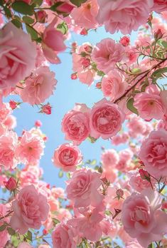 pink roses are blooming in the sky and on the branches, as if they were floating