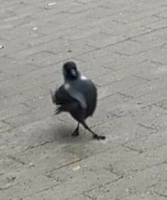 a black bird standing on top of a sidewalk