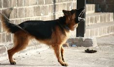 a dog with its mouth open standing next to a brick wall and chain on it's neck