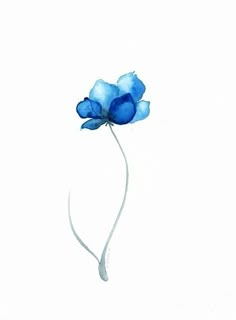 a single blue flower on a white background