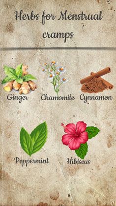 herbs for menstrual camps