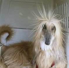 a dog with long hair sitting next to a cup