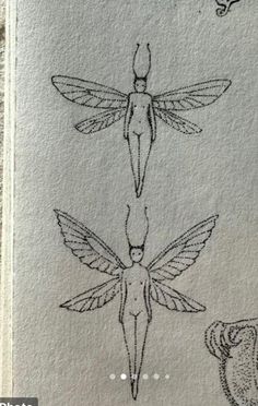 three different types of insect drawings on paper