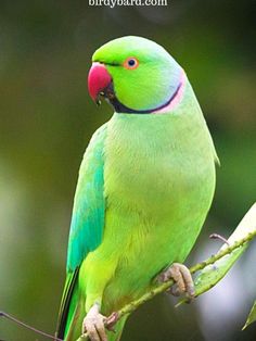 a green bird sitting on top of a tree branch