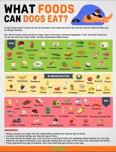 what foods can dogs eat? info on the side of a poster with an image of a