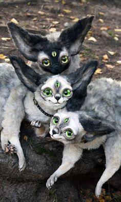 three cats with green eyes sitting on the ground