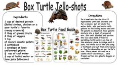 the box turtle's life cycle is shown in this poster, with instructions for how to