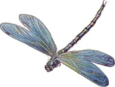 a drawing of a blue dragonfly on a white background