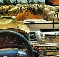 a car driving down a dirt road filled with animals on the side of the road