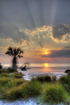 the sun is setting over the ocean with palm trees and grass in front of it