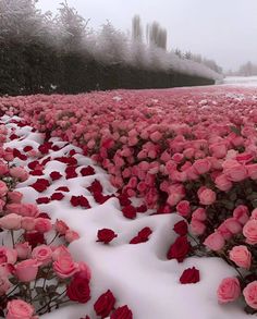 many pink roses are in the snow near some bushes