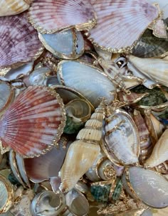 many seashells are laying on the ground together