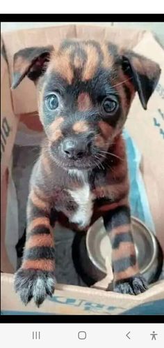 a brown and black puppy sitting in a cardboard box with its paws on a bowl