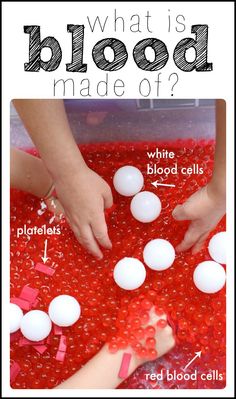 what is blood made of? red blood cells and white blood cells in a tray