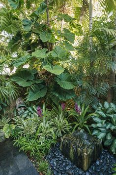 a garden filled with lots of green plants and rocks on the ground next to trees