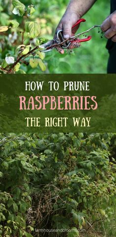 two pictures, one of a hand pruning a raspberry hedge, and one of a raspberry hedge in need of pruning Rasberry Bushes, Raspberry Trellis, When To Prune Hydrangeas, Modern Backyard Design