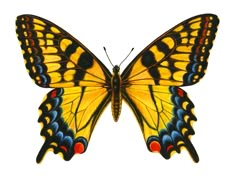 a yellow butterfly with black, red and blue markings on it's wing wings